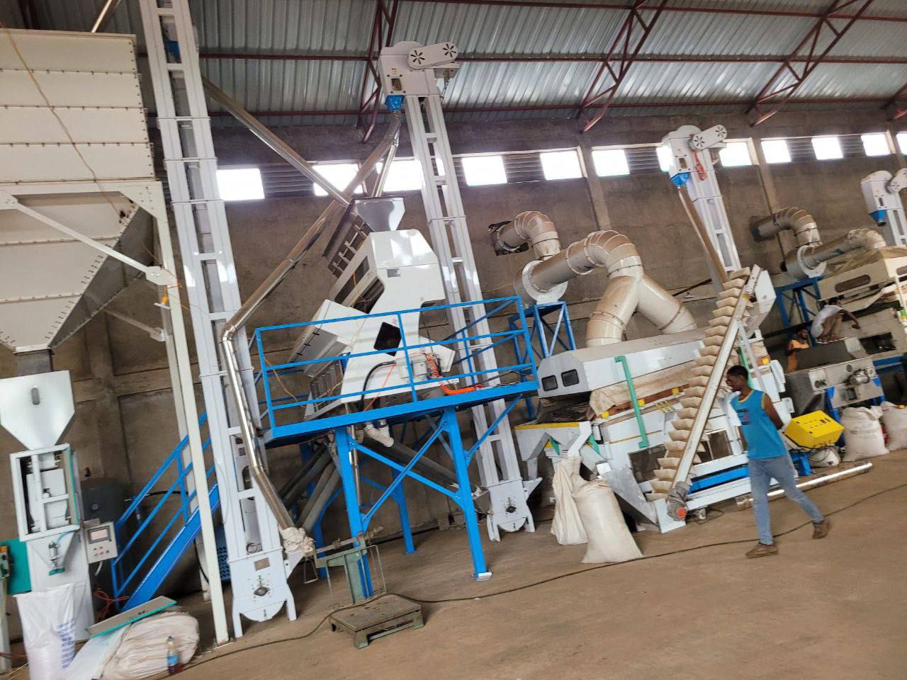 Freshly harvested soybeans